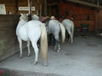 Camargue-Pferde am Feierabend