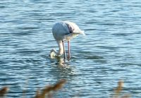 Flamingo beim Frühstück
