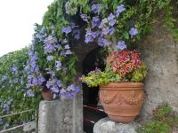 Blumenpracht in Cimiez 