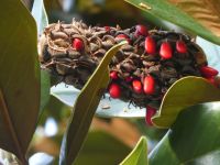 Magnolienbaum mit Früchten in  Cimiez 