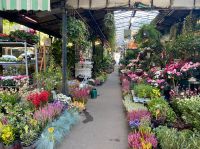Blumenmarkt auf der Île de la Cité