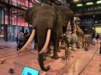 Galerie der Evolution