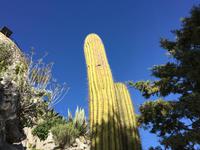 244Jardin Exotique