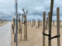 Bäume der Erinnerung