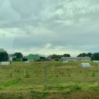 Hof mit glücklichen Schweinen