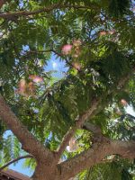 Seidenbaum (Albizia julibrissin)