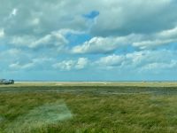 Salzwiesen und Austernfischer