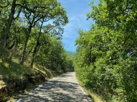 Im Wald von Aiguines