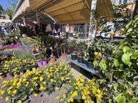 Single-Reise Südfrankreich - Nizza City Tour Blumenmarkt  &ndash; &copy; Heike Wagner (Eberhardt TRAVEL)