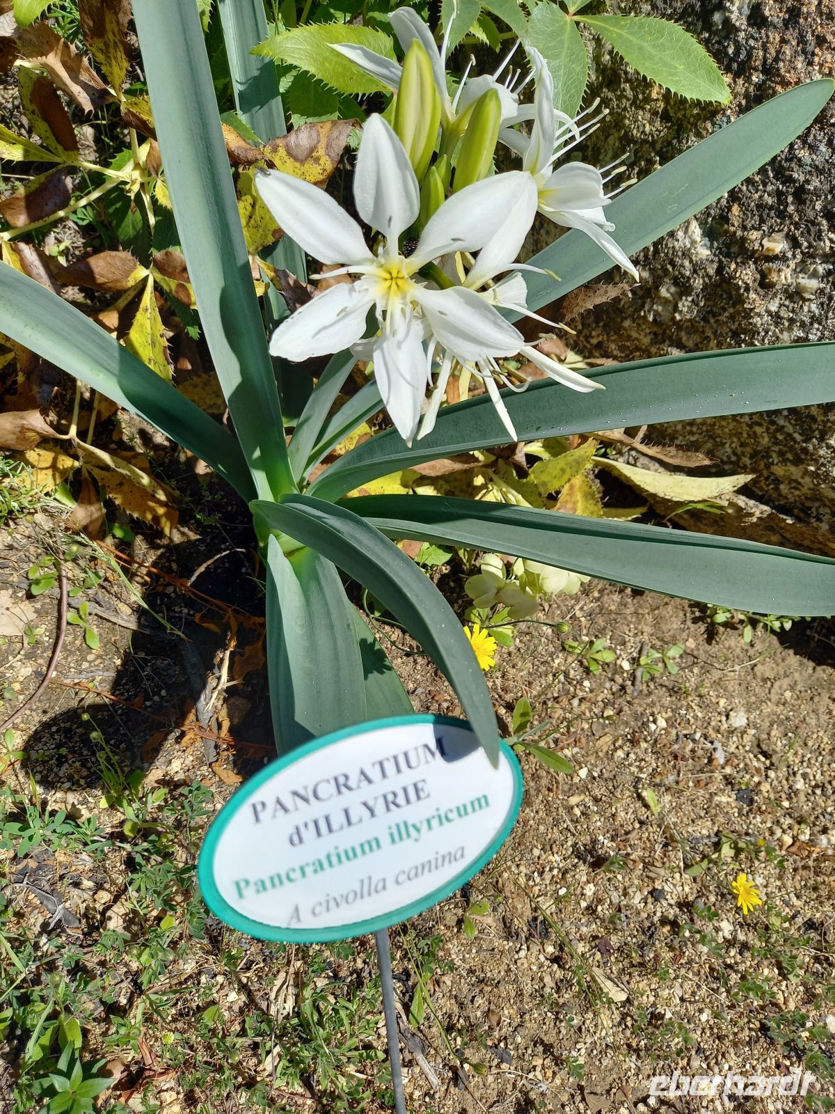 Parc de Saleccia &ndash; &copy;  (Eberhardt TRAVEL)