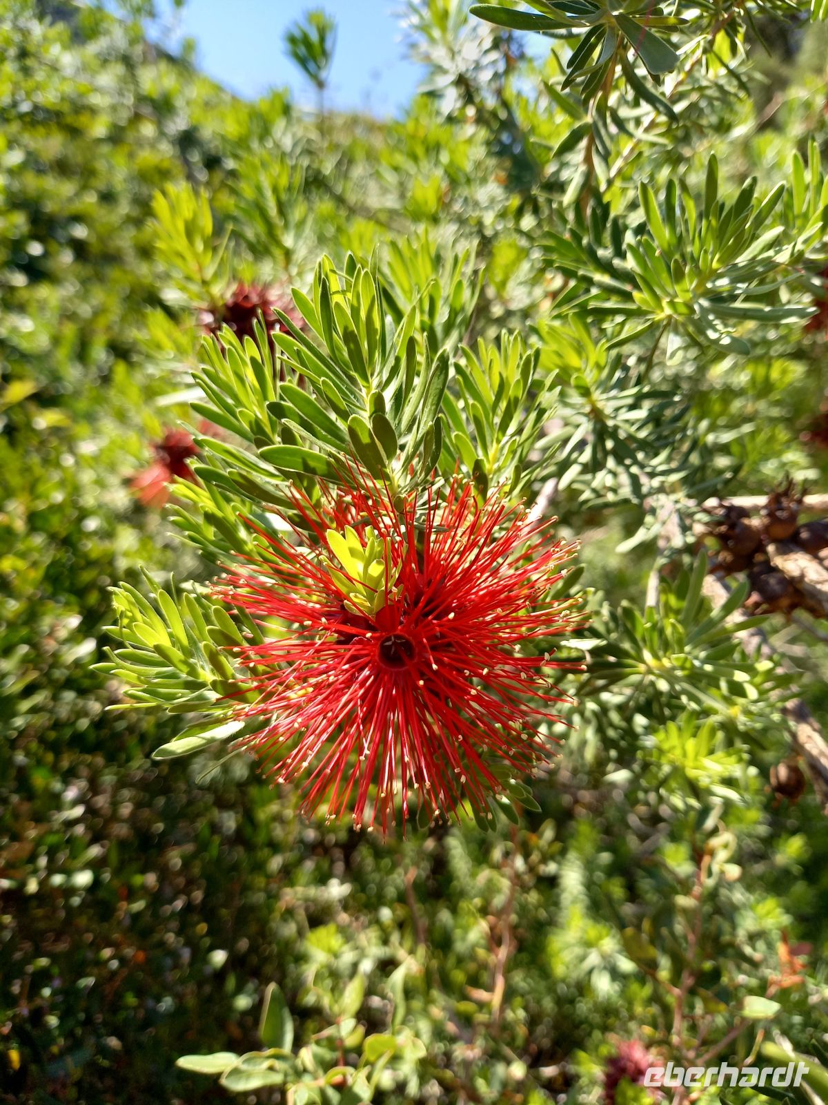 Parc de Saleccia &ndash; &copy;  (Eberhardt TRAVEL)