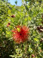 Parc de Saleccia &ndash; &copy; Franciska Bauer (Eberhardt TRAVEL)