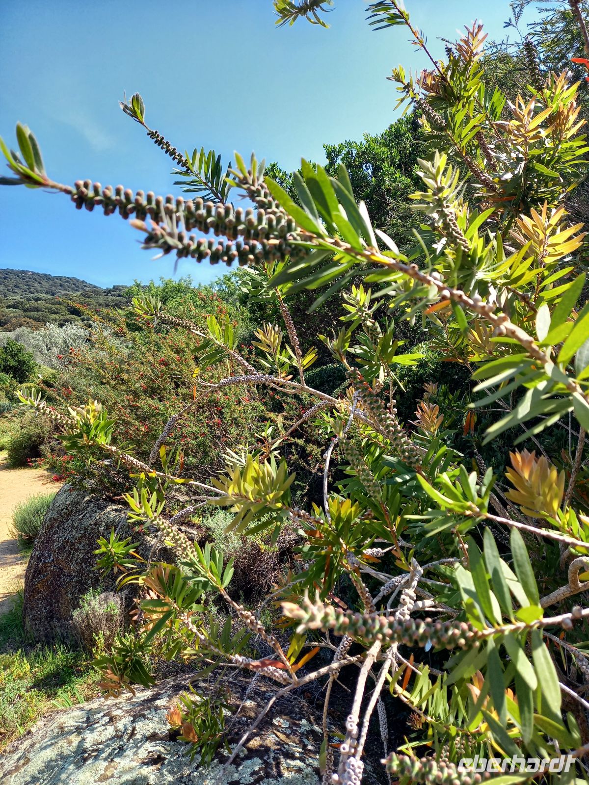 Parc de Saleccia &ndash; &copy;  (Eberhardt TRAVEL)
