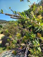 Parc de Saleccia &ndash; &copy; Franciska Bauer (Eberhardt TRAVEL)