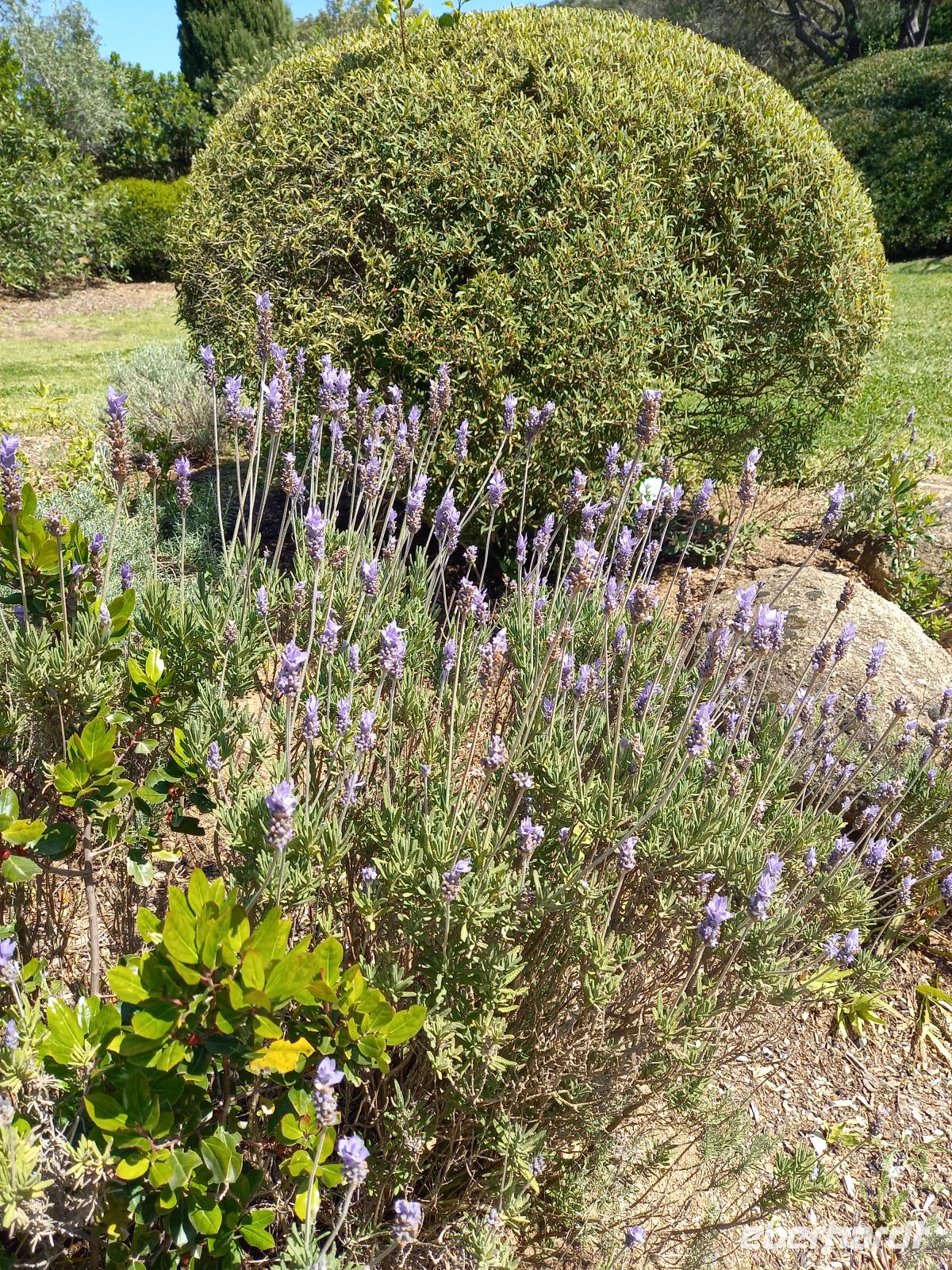 Parc de Saleccia &ndash; &copy;  (Eberhardt TRAVEL)