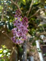 Blütenzauber &ndash; &copy; Franciska Bauer (Eberhardt TRAVEL)