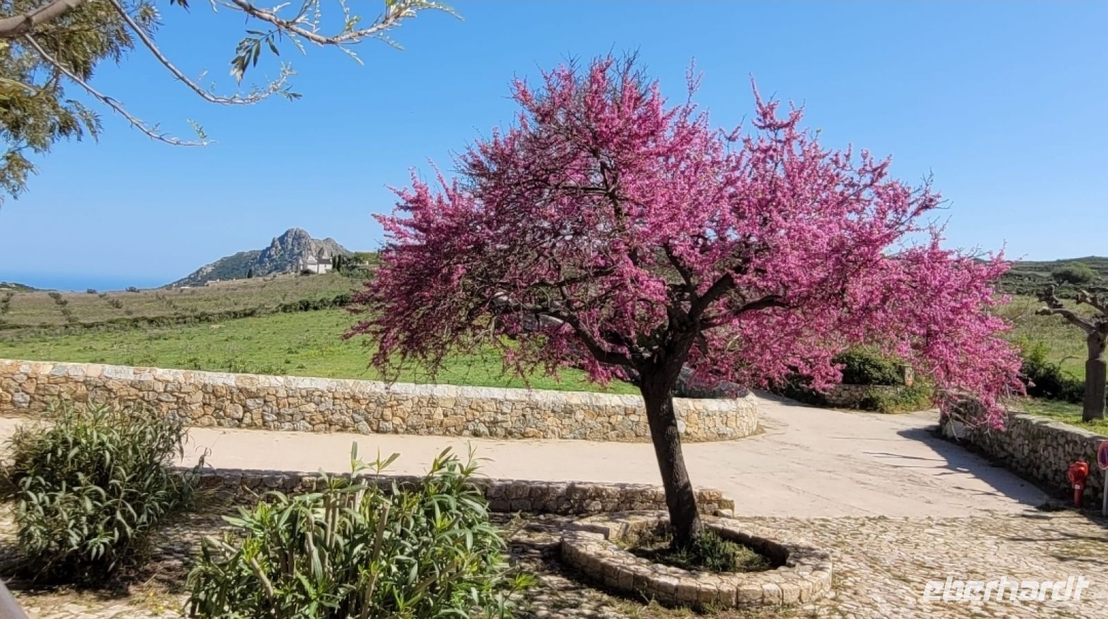 Judasbaum Sant Antonio &ndash; &copy;  (Eberhardt TRAVEL)