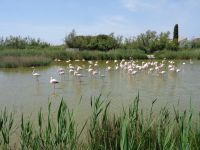Rosaflamingos, Ornithologischer Park 