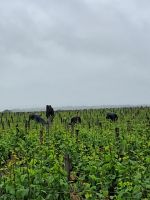 Clos de Vougeot &ndash; &copy; Wolfgang Kowalewski (Eberhardt TRAVEL)