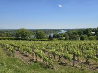 2026-05_Loire_Rad: Weinbau an der Loire &ndash; &copy; Dieter Braune (Eberhardt TRAVEL)