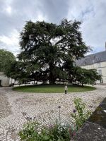 2026-05_Loire_Rad: Tours - Libanon Zeder im Bischofsgarten &ndash; &copy; Dieter Braune (Eberhardt TRAVEL)