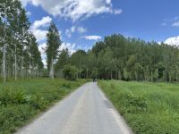 2026-05_Loire_Rad: Schwarzpappelwälder &ndash; &copy; Dieter Braune (Eberhardt TRAVEL)