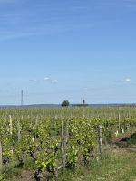 2026-05_Loire_Rad: Chardonnay-Weinlage  &ndash; &copy; Dieter Braune (Eberhardt TRAVEL)