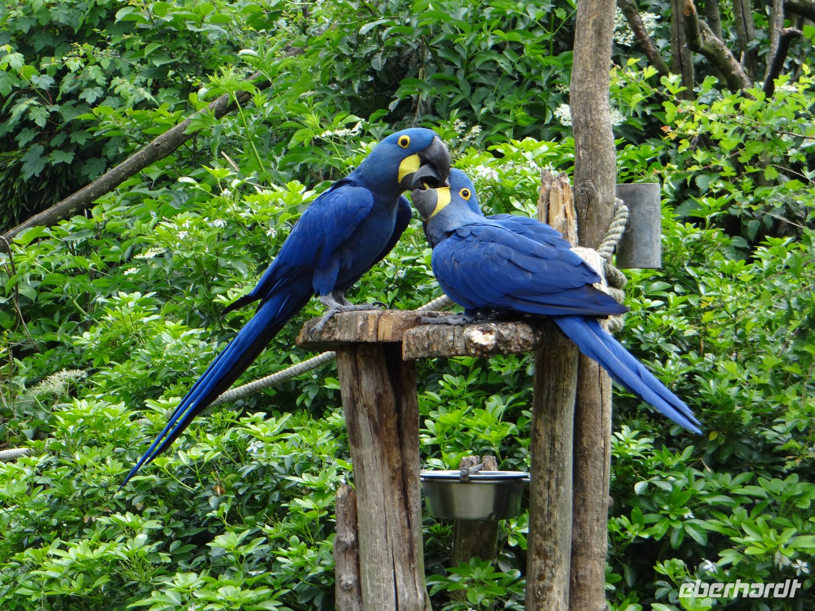 Zoo de Champrépus, auch Papageien schnäbeln. &ndash; &copy;  (Eberhardt TRAVEL)