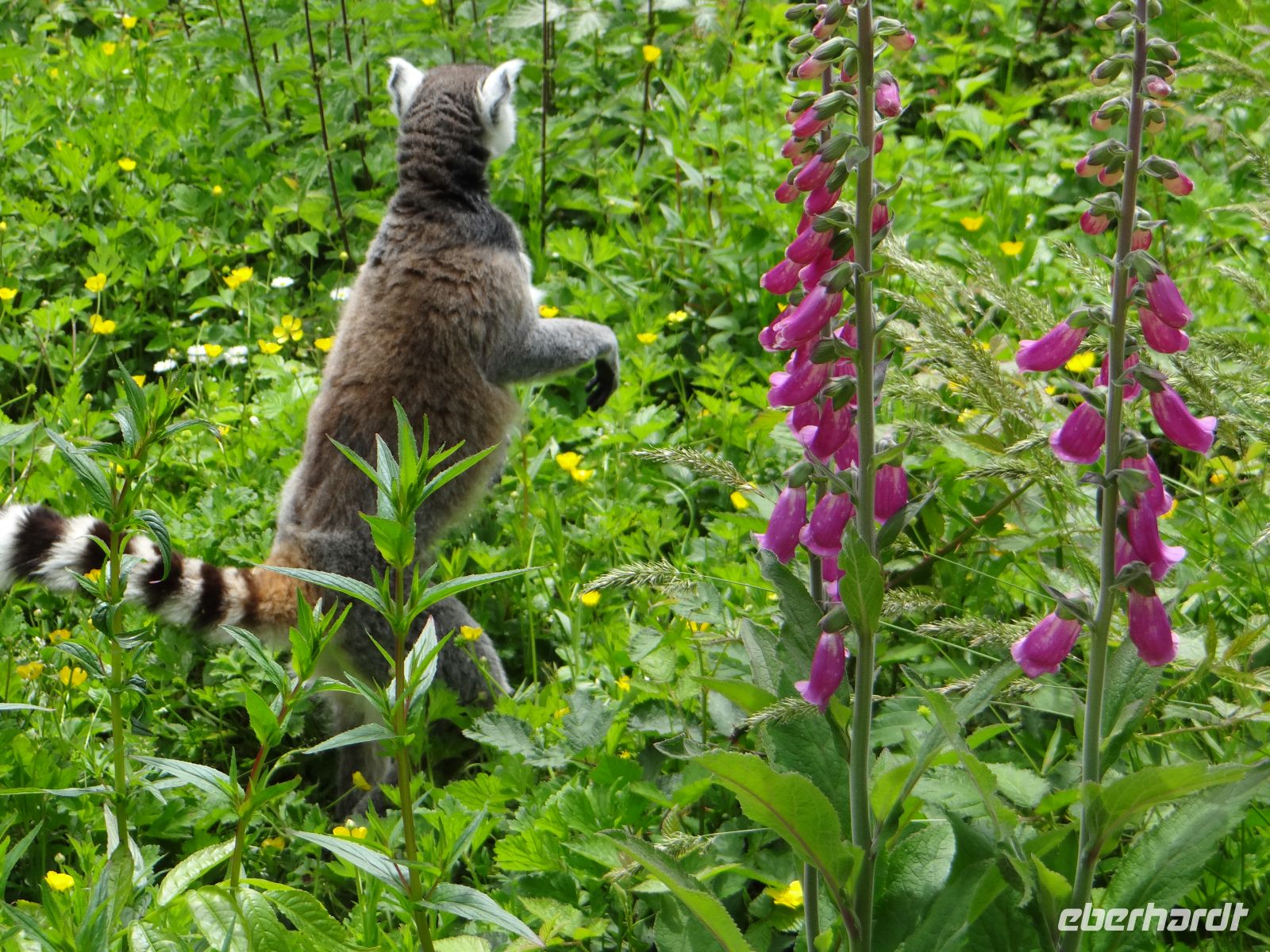 Zoo de Champrépus, den Lemuren kommt man ganz nah. &ndash; &copy;  (Eberhardt TRAVEL)
