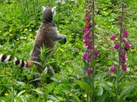 Zoo de Champrépus, den Lemuren kommt man ganz nah. &ndash; &copy; Vivian Kreft (Eberhardt TRAVEL)