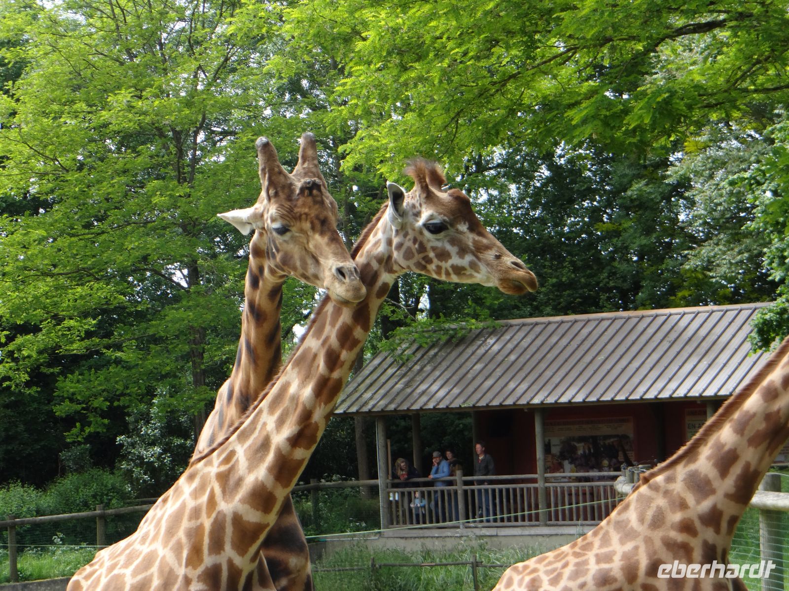 Zoo de Champrépus, fast auf Augenhöhe &ndash; &copy;  (Eberhardt TRAVEL)