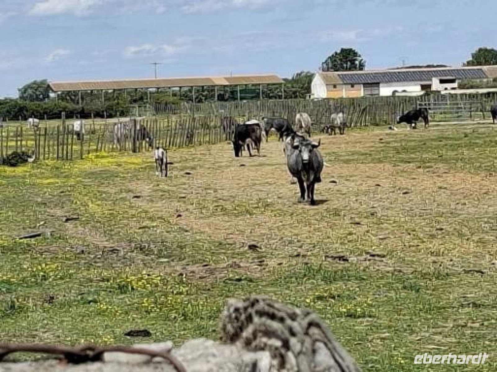  Stiere der Camargue &ndash; &copy;  (Eberhardt TRAVEL)