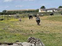  Stiere der Camargue &ndash; &copy; Ute Solf (Eberhardt TRAVEL)
