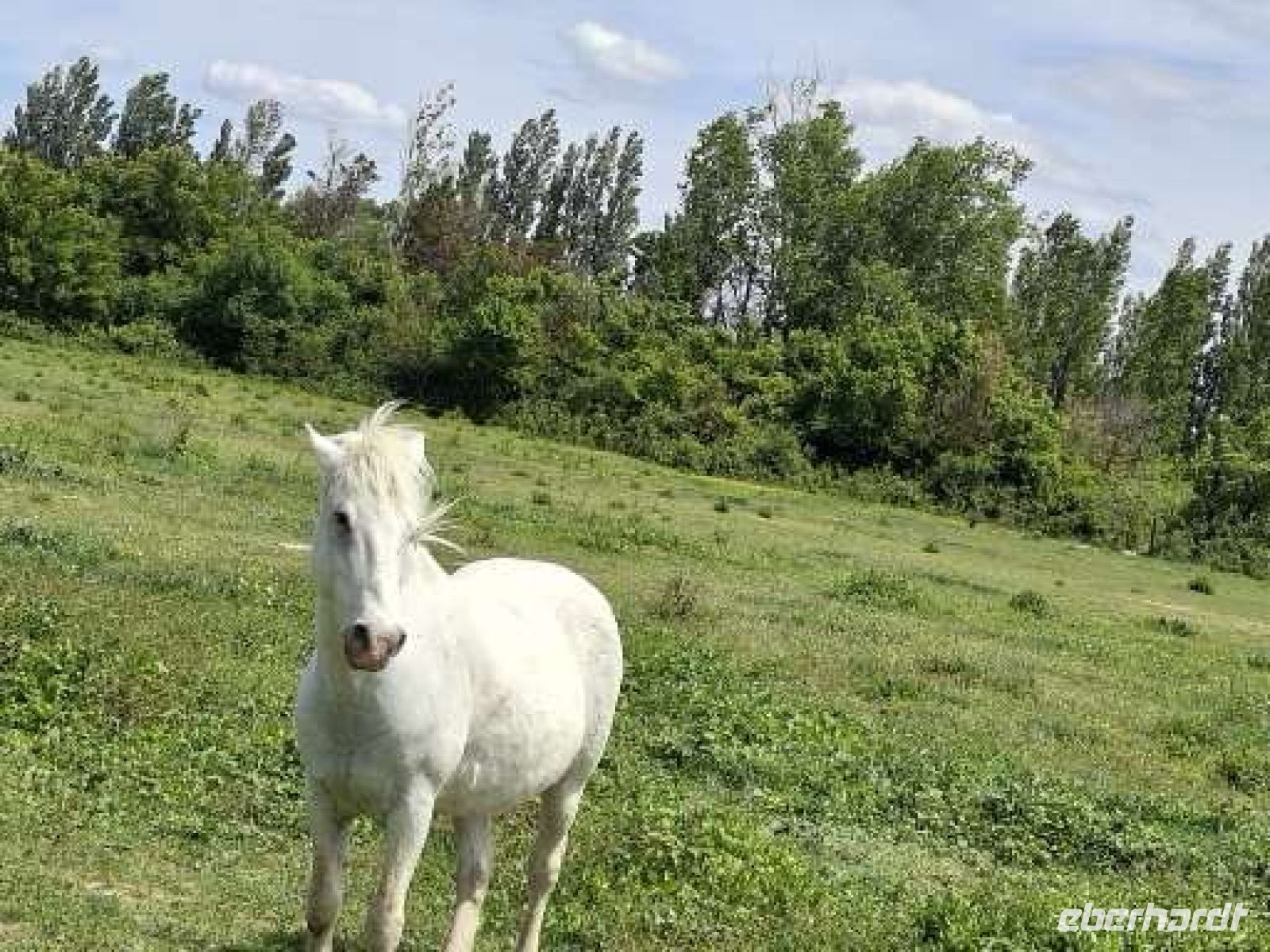 das Pferd der Camargue lebt in der Natur &ndash; &copy;  (Eberhardt TRAVEL)