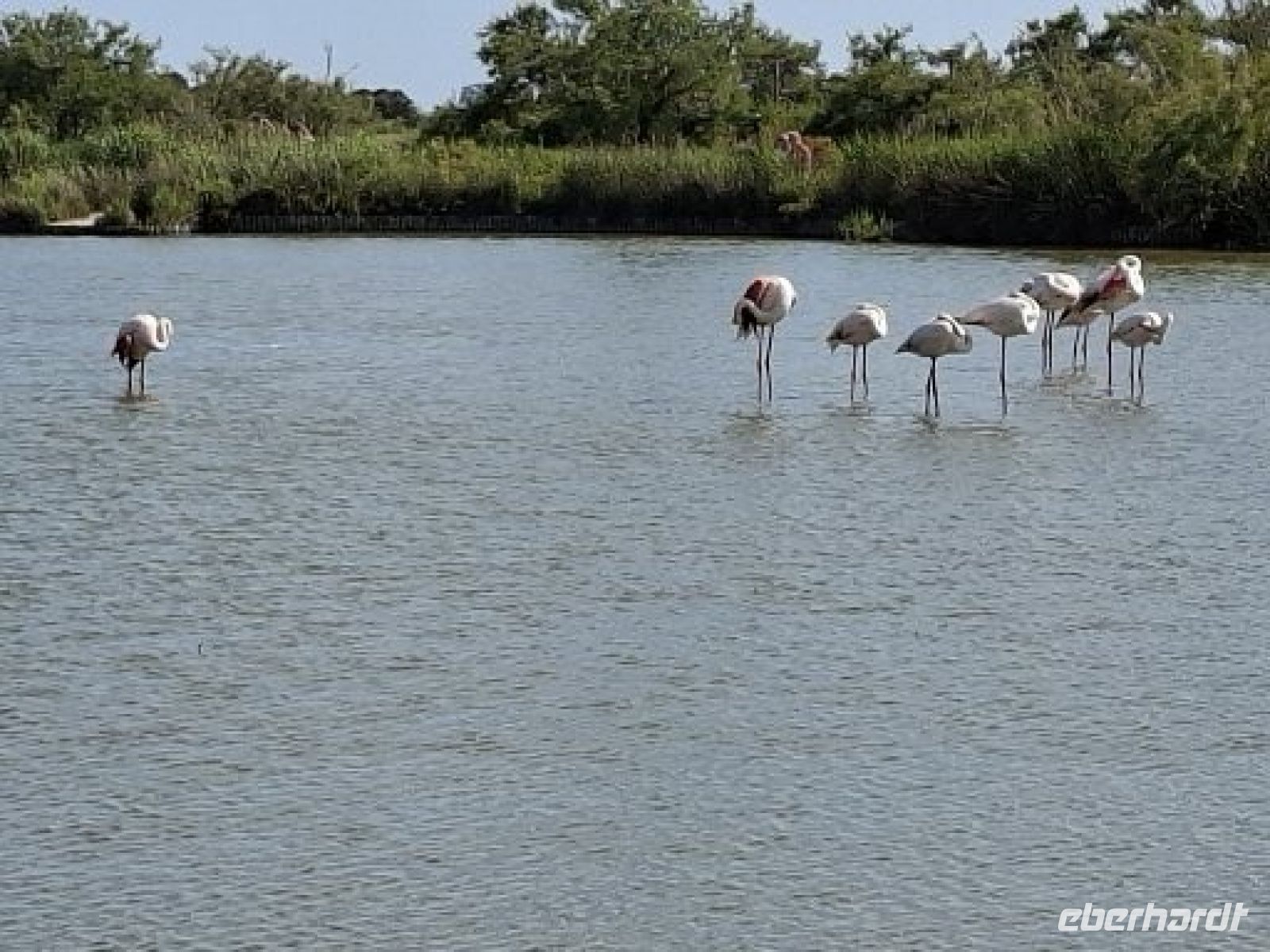 Flamingos im Naturschutzpark der Camargue &ndash; &copy;  (Eberhardt TRAVEL)