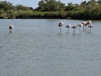 Flamingos im Naturschutzpark der Camargue &ndash; &copy; Ute Solf (Eberhardt TRAVEL)
