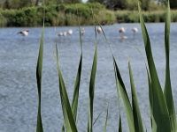 geschützte Uferzonen auf dem Rundweg durch den Naturpark &ndash; &copy; Ute Solf (Eberhardt TRAVEL)