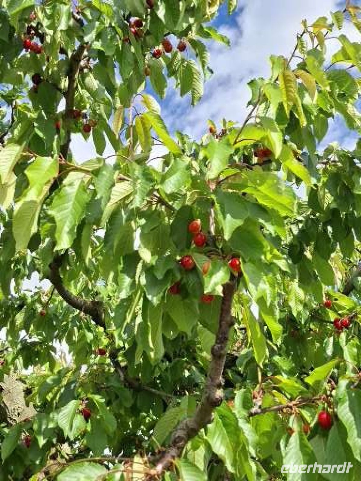 auch Obstbäume säumen die Weinberge  &ndash; &copy;  (Eberhardt TRAVEL)