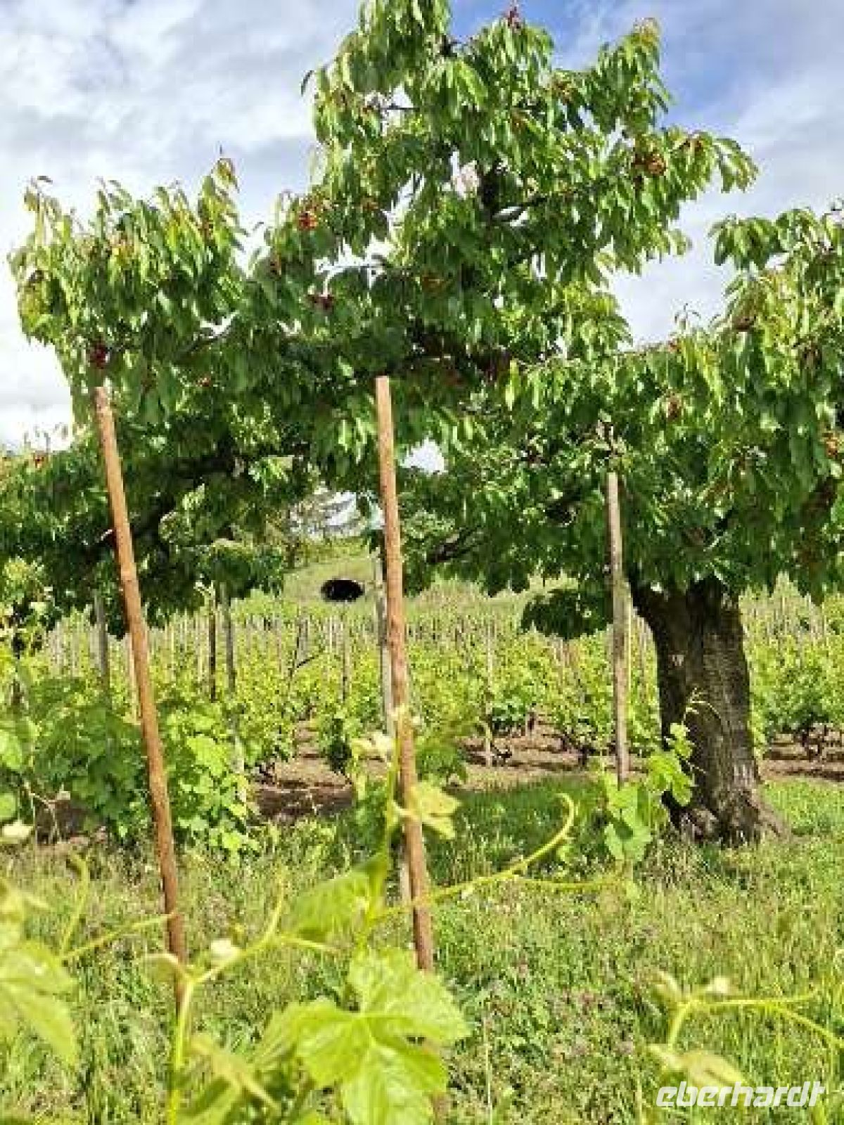 Kirschbäume auf dem Weinberg &ndash; &copy;  (Eberhardt TRAVEL)