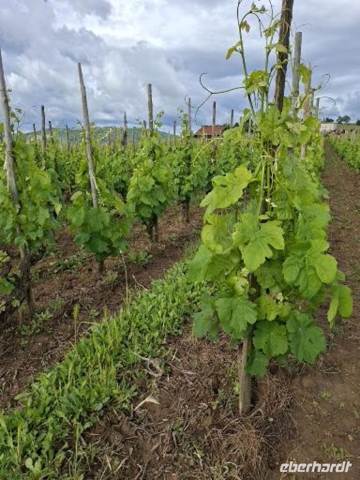 Weinreben im Wachstum &ndash; &copy;  (Eberhardt TRAVEL)
