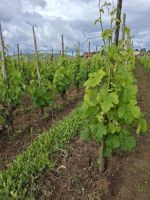 Weinreben im Wachstum &ndash; &copy; Ute Solf (Eberhardt TRAVEL)