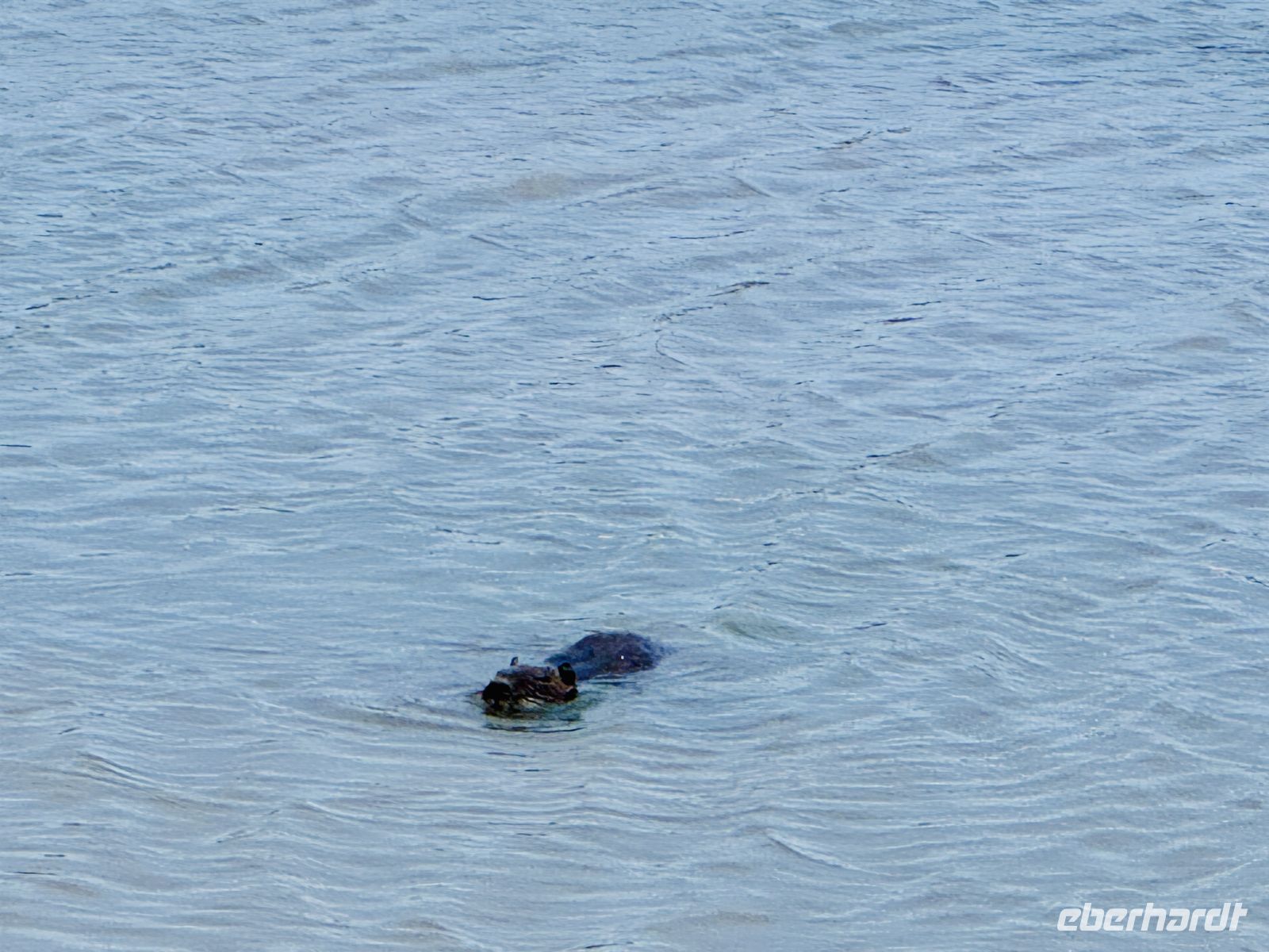 9. Tag - Nutria, Camargue  &ndash; &copy;  (Eberhardt TRAVEL)