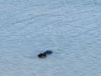 9. Tag - Nutria, Camargue  &ndash; &copy; Christin Kuschka (Eberhardt TRAVEL)