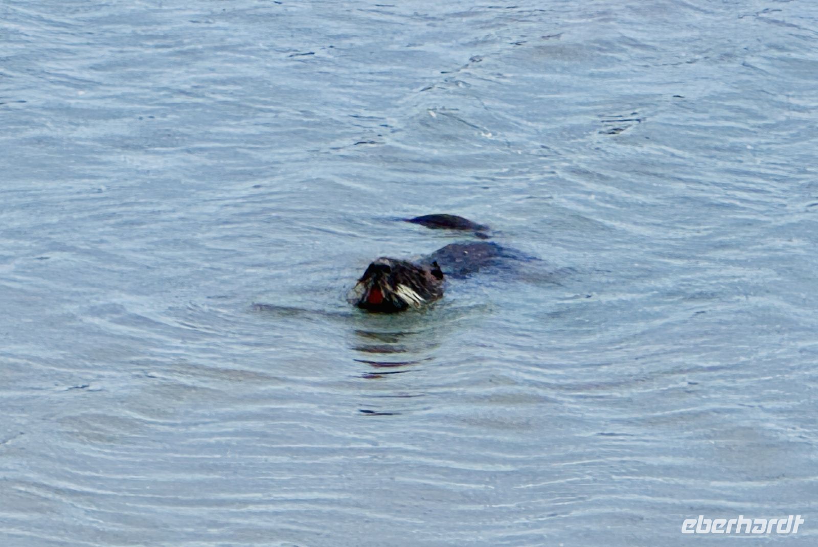 9. Tag - Nutria, Camargue  &ndash; &copy;  (Eberhardt TRAVEL)