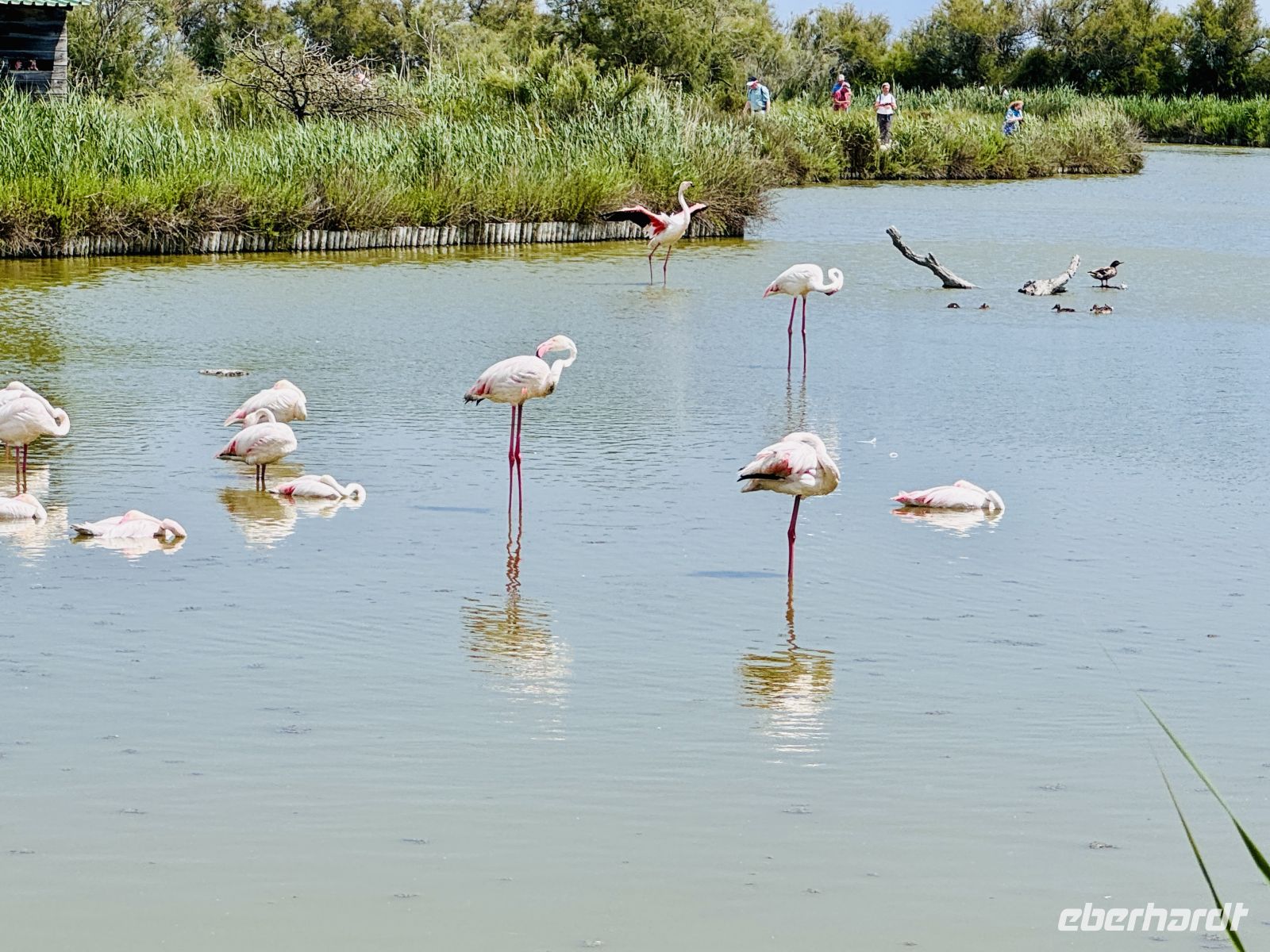 9. Tag - Flamingos, Camargue  &ndash; &copy;  (Eberhardt TRAVEL)