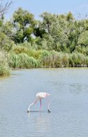 9. Tag - Flamingo, Camargue  &ndash; &copy; Christin Kuschka (Eberhardt TRAVEL)