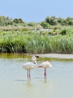 9. Tag - Flamingos, Camargue  &ndash; &copy; Christin Kuschka (Eberhardt TRAVEL)