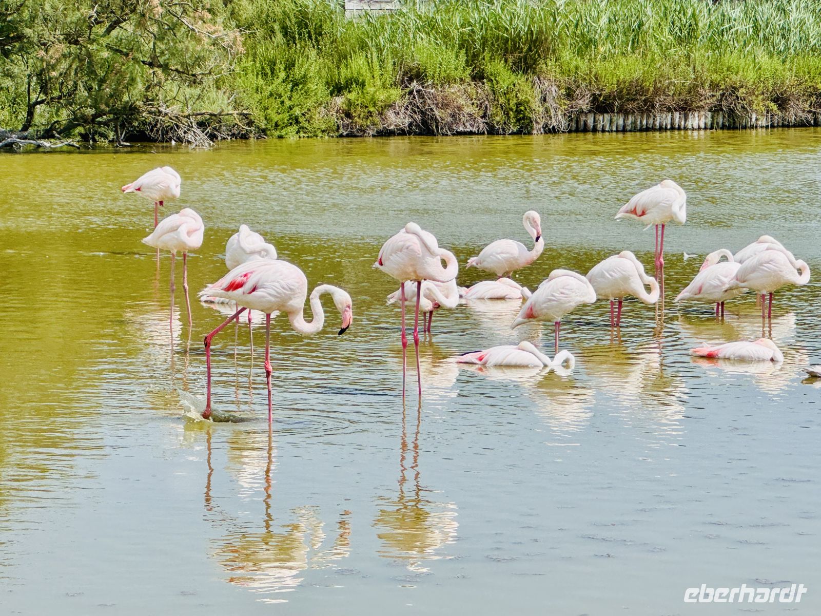 9. Tag - Flamingos, Camargue  &ndash; &copy;  (Eberhardt TRAVEL)