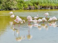 9. Tag - Flamingos, Camargue  &ndash; &copy; Christin Kuschka (Eberhardt TRAVEL)