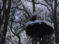 Tag 5 - Tierbeobachtungen im Parc de l'Orangerie (2)